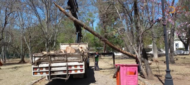 En tareas preventivas, Gobierno Municipal poda árboles secos en Bosque Cuauhtémoc
