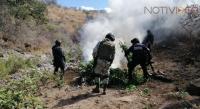 SSP, GN y Policía Municipal localizan y destruyen 4 plantíos de Marihuana en Nocupétaro