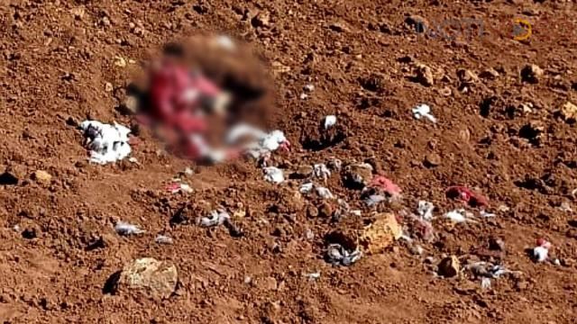Perro llega con mano humana en el hocico y deriva en el hallazgo de dos cuerpos enterrados