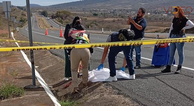 Puma es hallado muerto en cuneta de la Autopista de Occidente 