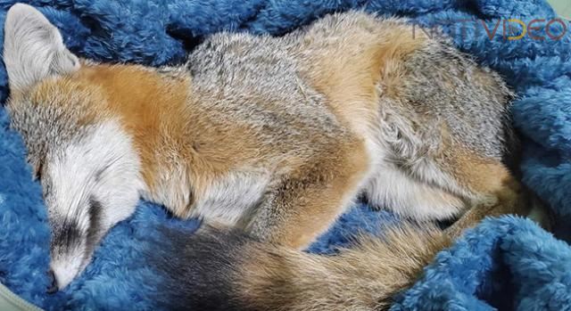 Protección Civil realiza rescate de cachorro de Zorro, en Chilchota