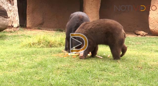 Celebran primer cumpleaños de Oso en el Zoológico de Morelia