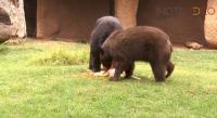 Celebran primer cumpleaños de Oso en el Zoológico de Morelia