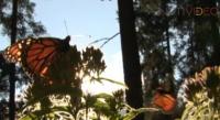 Más de 21 mil turistas visitan los santuarios de la Mariposa Monarca