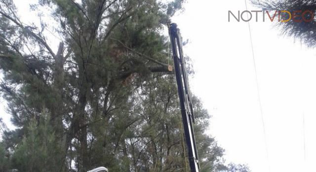 Este sábado, Ayuntamiento de Morelia realizará derribo de árbol en Avenida Camelinas