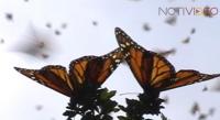 240 mil visitantes a los santuarios de la Mariposa Monarca