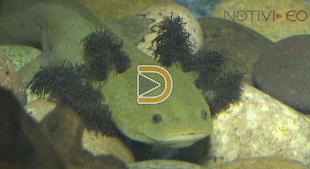 Conservación de “el monstruo del agua” michoacano 