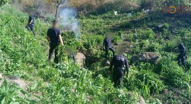 Destruye policía Michoacán 3 mil 500 plantas de marihuana