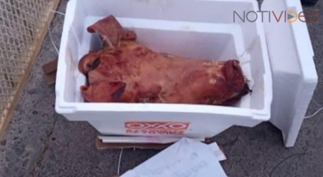 Abandonan una cabeza de cerdo en una hielera con un mensaje de amenaza