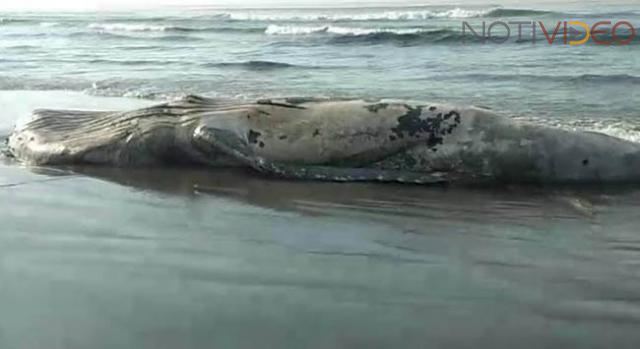 Recuperan y sepultan restos de ballena en costas de LC
