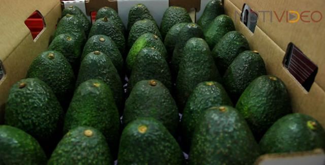 Suspenden Exportación de Aguacate a los Estados Unidos 
