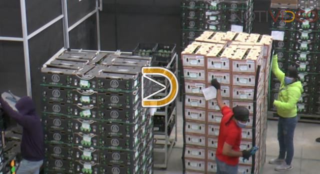 Incertidumbre en la Industria Aguacatera  por el Cierre de la Frontera Estadounidense