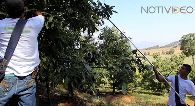 Veto Temporal Estadounidense al Aguacate  Mexicano Afecta a Treinta mil Jornaleros 