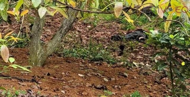 Cortaba aguacates en huerta ajena y muere electrocutado