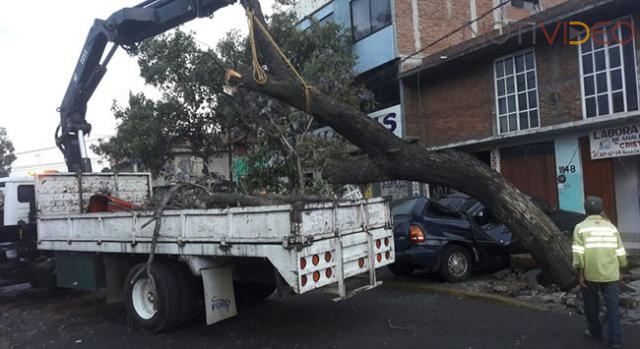 Cae árbol sobre camioneta en colonia Obrera 