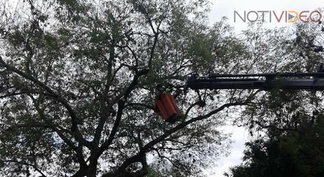 Próximo martes, poda de árboles en Avenida Madero