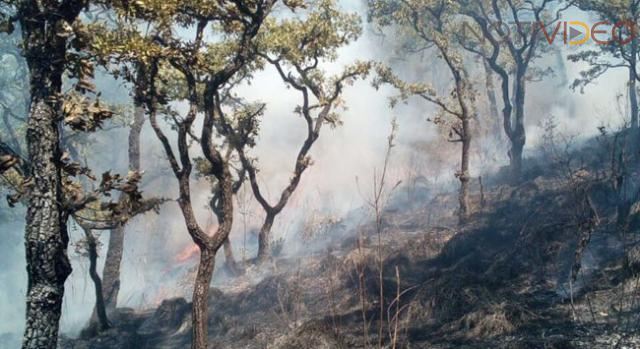 Instancias municipales mantienen apoyo para sofocar incendio en el Cerro del Quinceo