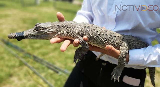 Atrapan el cocodrilo descubierto en un arroyo