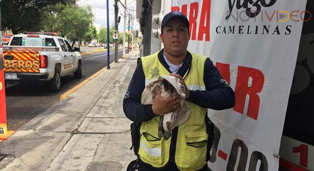 Policías de Tránsito rescata a un águila herida en avenida Camelinas 