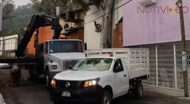 Por poda de árbol, se pide precaución vial en calle Yunuén de la Colonia Félix Ireta