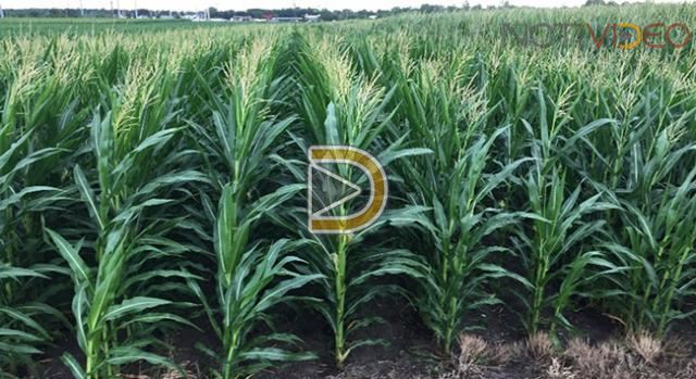 EU también sufriría impuestos a sus productos del campo como maíz: Sedrua