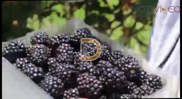 Agricultura sustentable en Michoacán impulsará rendimiento del campo: SAC