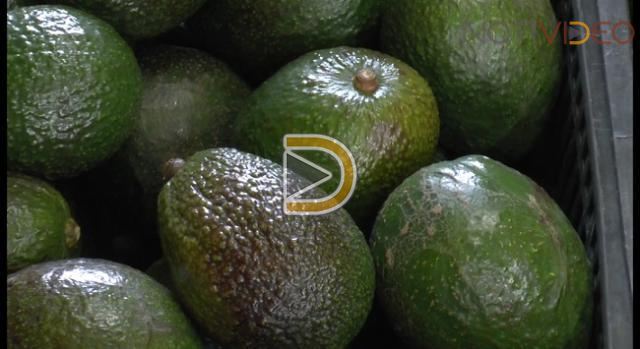 Precio alto de aguacate seguirá por lo menos dos semanas más