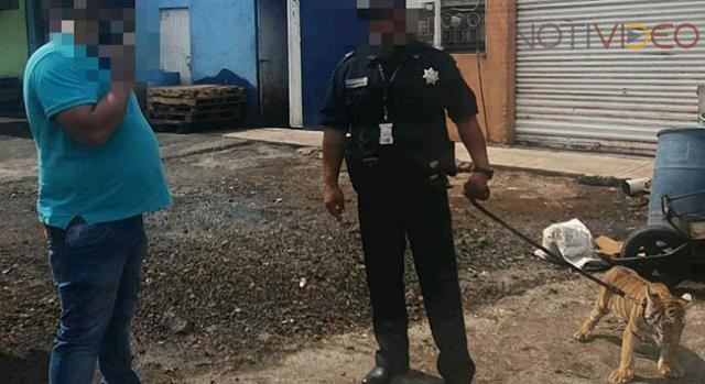 Aseguran un tigre de bengala, a una persona que lo transportaba