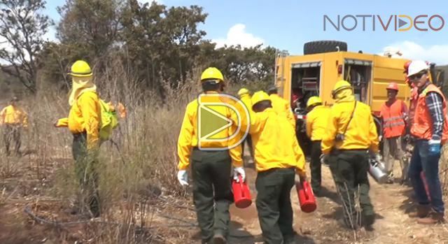 Sector forestal de Michoacán preocupada por baja en presupuestos para servicios ambientales
