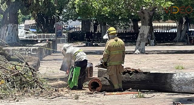 Enjambre de abejas ataca a más de 15 personas en Morelia