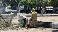 Enjambre de abejas ataca a más de 15 personas en Morelia
