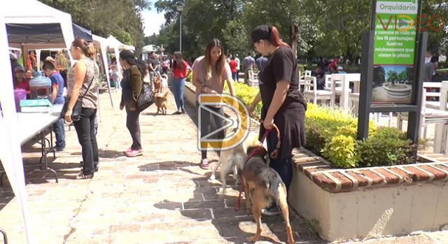 Realizan  feria de la adopción canina en Morelia