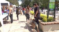 Realizan  feria de la adopción canina en Morelia