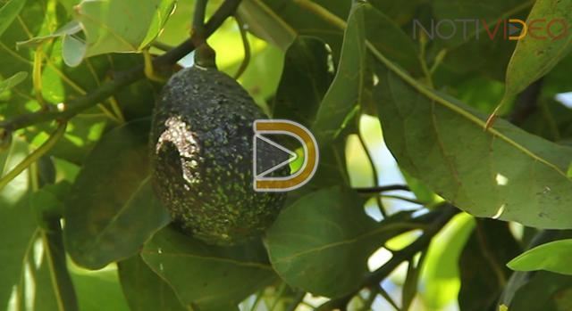 Sin certificado para exportar aguacate si no regularizan predios: SAC