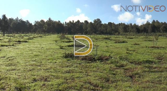 Productores de aguacate se beneficiarían si certifican sus huertas: Semaccdet