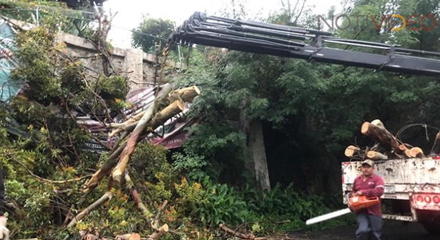 Se desploma un árbol en la subida a Santa María
