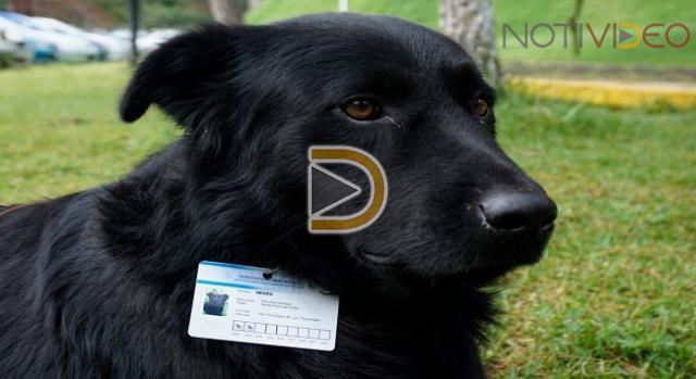 Estudiantes del Tec de Pátzcuaro mejoran vida de perros policías