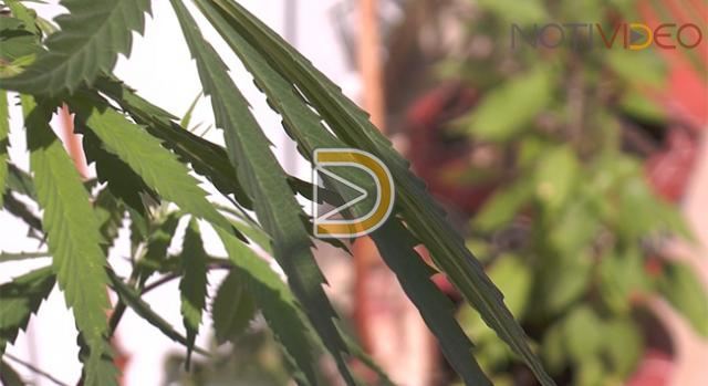 Michoacanos apuestan a legalización de marihuana