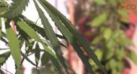 Michoacanos apuestan a legalización de marihuana