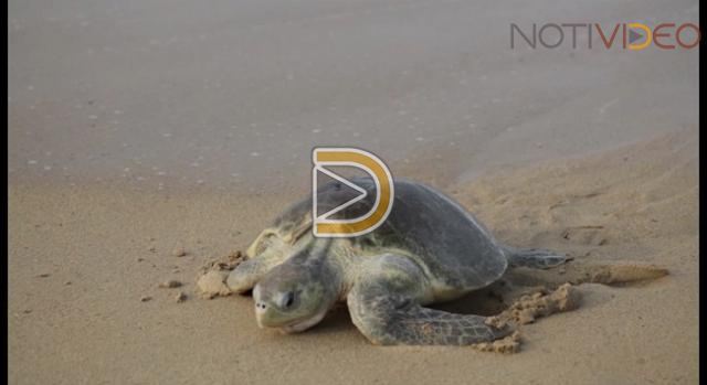 Expo tortuga para preservar a las 3 especies en Michoacán