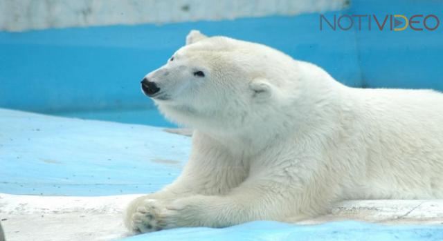 Fallece la osa Yupik, a los 27 años de edad