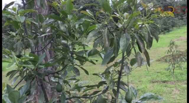 Desaparecen 10 cortadores de aguacate oriundos de Tingüindín