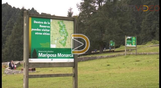 Vital preservar medio ambiente para Mariposas Monarca: SAC