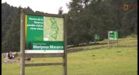 Vital preservar medio ambiente para Mariposas Monarca: SAC