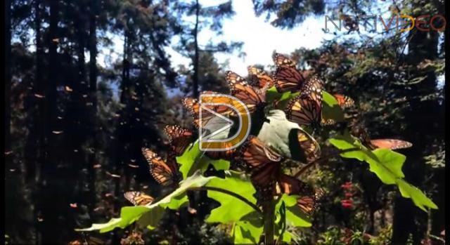 Esperan llegada histórica de turistas y mariposas a santuarios  