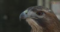 Lupita el halcón que nació el 12 de diciembre