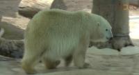 El frío afecta a los animales del zoológico de Morelia 
