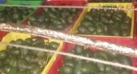 Aseguran la SSP a un sujeto en posesión de un cargamento de aguacate ilícito