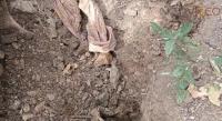 Familia escarba en su patio y descubre huesos humanos, en Las Guacamayas 