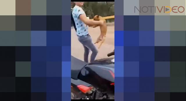 Inicia FGE carpeta de investigación por caso de perrito lanzado de un puente en Peribán